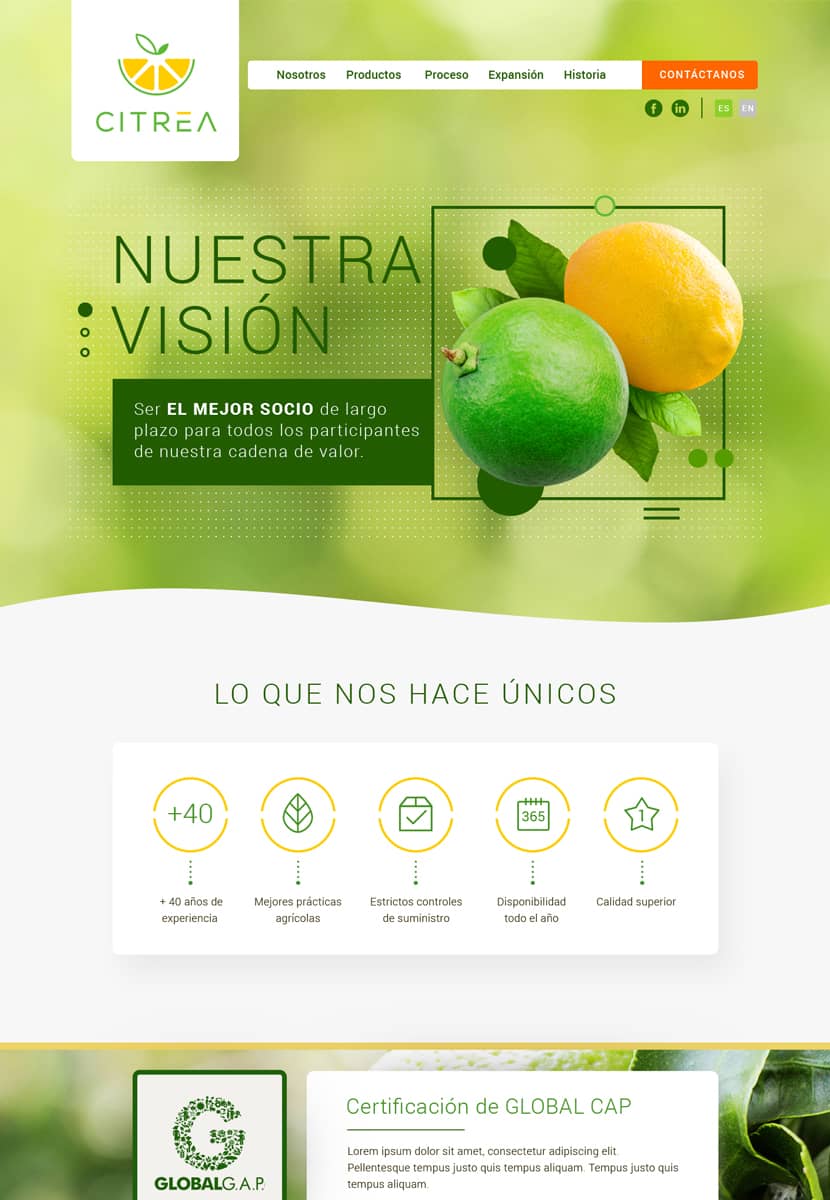 portafolio de diseño programador web México